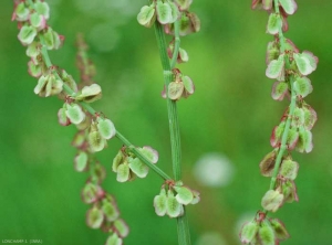 Rumex-acetosa3