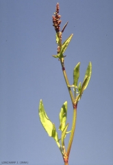 rumex-acetosella4