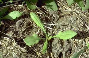 rumex-acetosella5