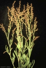 rumex-acetosella9