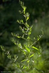 rumex-conglomeratus4