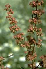 rumex-crispus3