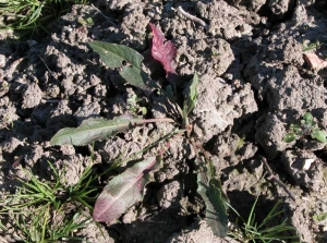 rumex-crispus4