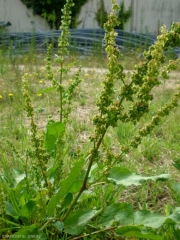 rumex-obtusifolius7