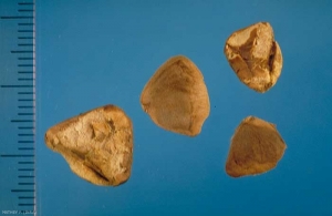 Aristolochia-clematitis1