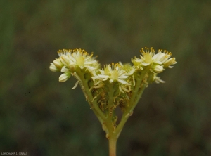 sedum-sediforme2