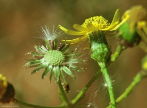 senecio-inaequidens4