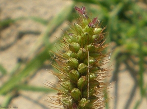 setaria-pumila9