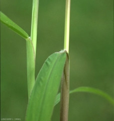 setaria-verticillata7