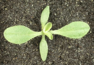 silene-latifolia5