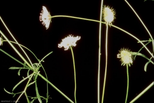 scabiosa-atropurpurea2