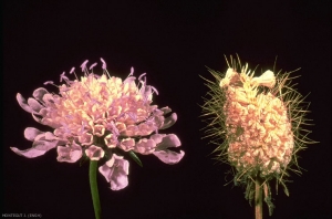 scabiosa-atropurpurea3