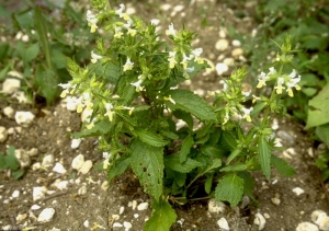 stachys-annua4