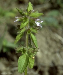 stachys-arvensis4