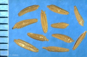 Taraxacum-campylodes