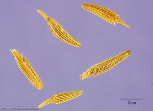 Taraxacum-campylodes1