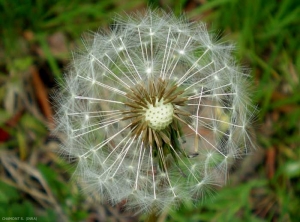 Taraxacum-campylodes3