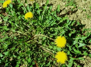 Taraxacum-campylodes5