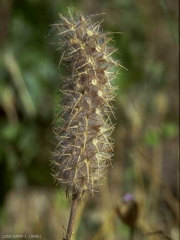 Trifolium-angustifolium2