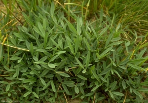 Trifolium-angustifolium3