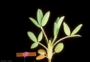 Trifolium-angustifolium4