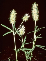 Trifolium-angustifolium5