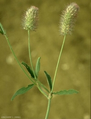 Trifolium-arvense2