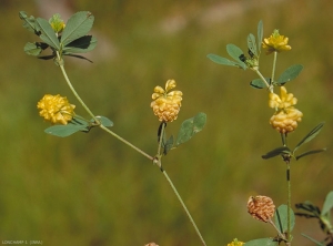 Trifolium-campestre3