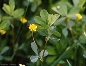 Trifolium-dubium2