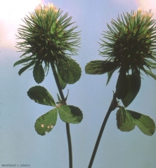 Trifolium-lappaceum2