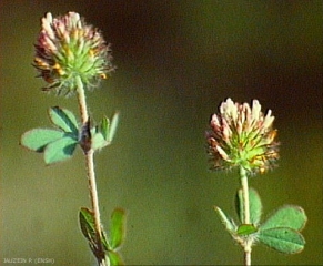 Trifolium-lappaceum3