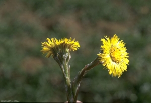 tussilago-farfara2