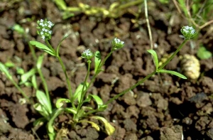 valerianella-carinata3