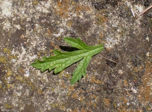 verbena-officinalis5