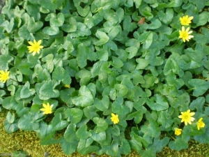 Ranunculus-ficaria2