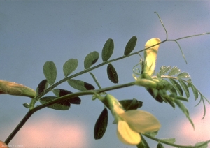 vicia-hybrida4