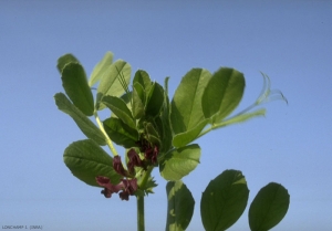 vicia-narbonensis2