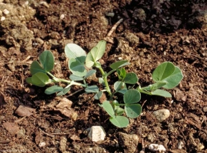 vicia-narbonensis4