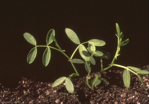 vicia-tetrasperma2