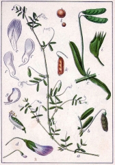 vicia-tetrasperma3