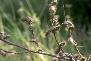 xanthium-spinosum2