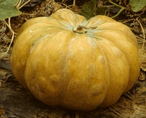 Cette courge présente des boursoufflures et des motifs plus ou moins concentriques à proximité.  <b>Virus de la mosaïque de la courgette</b>. (<i>Zucchini yellow mosaic virus</i>, ZYMV)