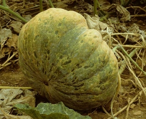 Une mosaïque en taches vert sombre affecte cette courge également déformée.  <b>Virus de la mosaïque de la courgette</b> (<i>Zucchini yellow mosaic virus</i>, ZYMV) 