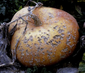 De nombreuses lésions chancreuses subérisées, des éclatements, couvrent cette courge. Ils ont été occasionnés par les impacts de grêlons. <b>Dégâts de grêle</b>.