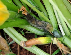 Sur ce pied de courgette, un fruit est entièrement pourri par <i><b>Choanephora cucurbitarum</b></i>. Un autre fruit montre un symptôme de nécrose apicale, qui peut permettre à ce champignon de s'installer sur la courgette. (pourriture à Choanephora, cucurbit flower blight)