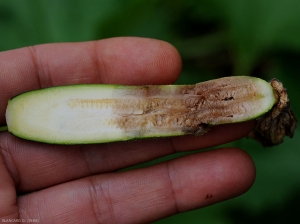 Les tissus internes de cette jeune courgette atteinte par <i><b>Choanephora cucurbitarum</b></i> prennent une teinte  brunâtre, par la suite il peuvent se liquéfier. (pourriture à Choanephora, cucurbit flower blight)