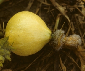 <i><b>Choanephora cucurbitarum</b></i> a colonisé les pièces florales restées fixées à l'extrémité de ce fruit de courge, et y sporule abondamment avant de l'envahir  et le faire pourrir. (pourriture à Choanephora, cucurbit flower blight)