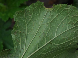 En retournant cette feuille de courgette chlorotique et légèrement déformée, on constate la présence de petits insectes : des <b>pucerons<b/>.