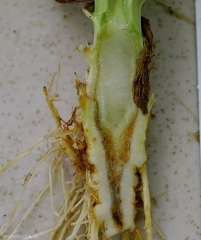 Les vaisseaux sont altérés et bruns sur une longueur plus ou moins étendue dans la plante. Ne pas confondre ces brunissements avec ceux occasionnés par la fusariose. Verticillium dahliae (verticilliose)