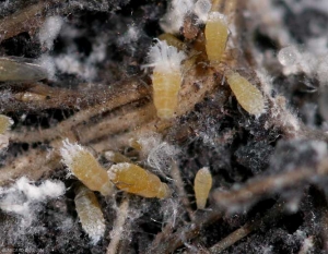 Plusieurs pucerons aptères portent une touffe de cire blanche assez bien visible. (Pemphigus bursarius)(Puceron des racines)